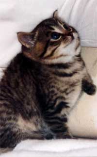 Fat Kitty